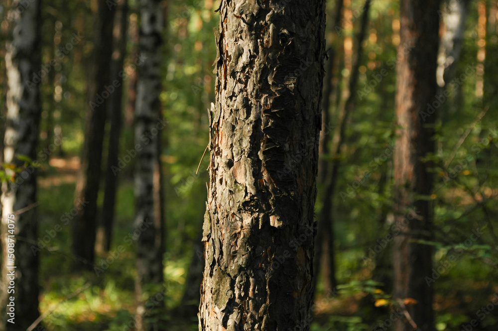 One part of the pine trunk and its bark is lit in sunlight close-up, the other is in the shade against the background of a green forest and other trees