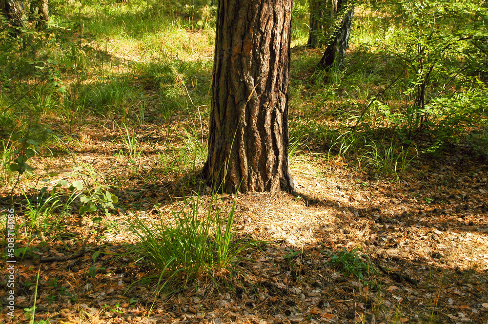 Pine tree trunk in the middle of green grass and land with cones illuminated by sunlight Pine tree trunk in the middle of green grass and land with cones illuminated by sunlight