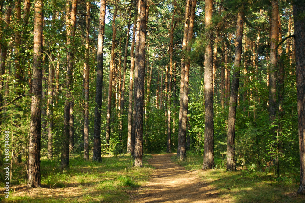 Obraz premium Pine trees and their path lit by warm evening sunlight in a green pine forest