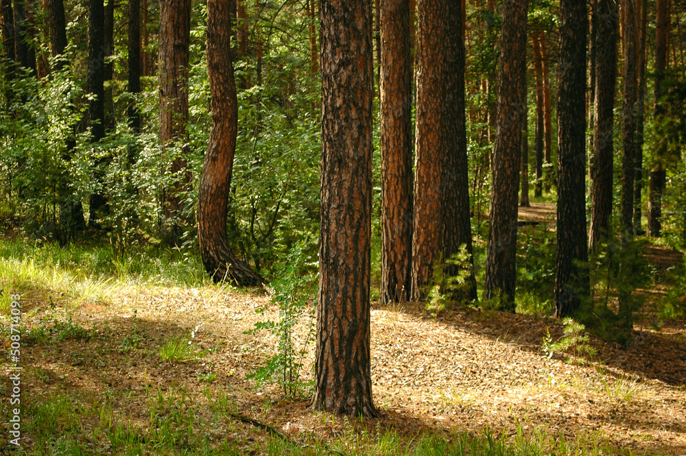 Fototapeta premium Pine trunk and sunlit undergrowth against the background of other tree trunks and green forest