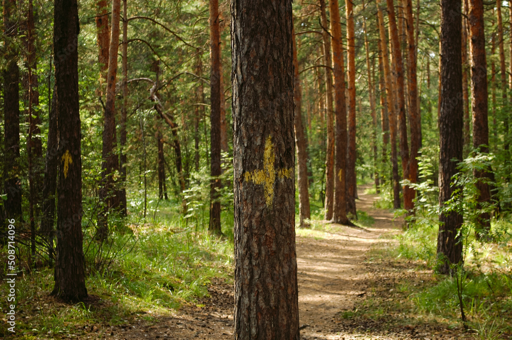 Pine trunk close-up with a yellow mark in the form of a cross against the backdrop of a sunlit green pine forest and path