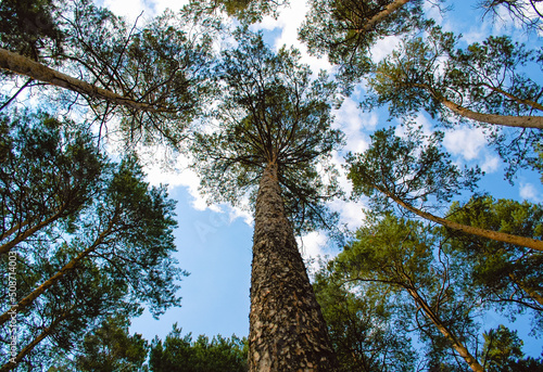 Bottom view of a tall pine tree and its trunk with spreading branches against the background of clouds and blue sky © Maksim