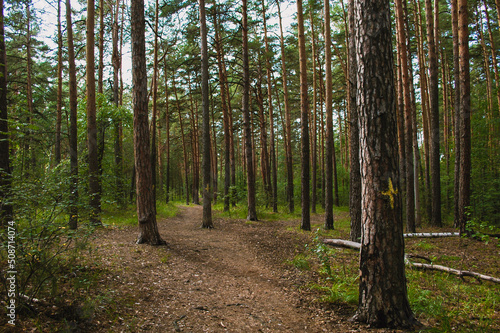 Numerous trunks of tall pines in the middle of a thicket of green forest. Pines with yellow cross marks