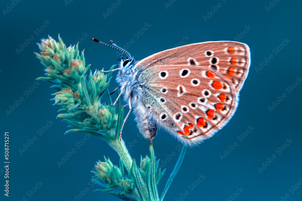 Obraz premium Macro shots, Beautiful nature scene. Closeup beautiful butterfly sitting on the flower in a summer garden.