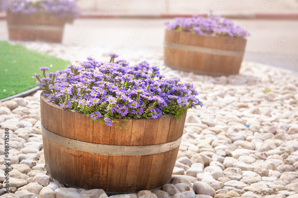 Purple flowers in wooden barrels decorate israeli streets