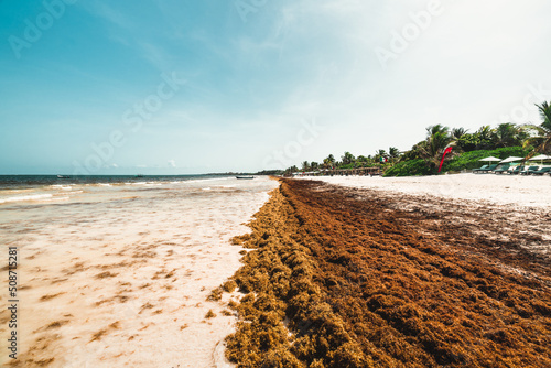 beach full of sargazo in tulum mexico - climate change concept photo