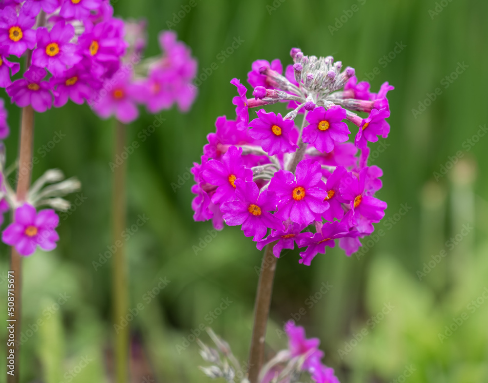 Fototapeta premium closeup of flowering pink purple Primula Beesiana