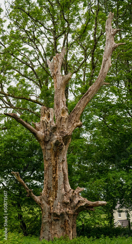 Фотография imposing old wooden dead tree trunk with a large split and snapped branches