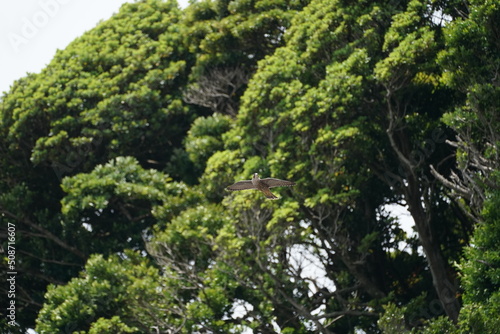 peregrine falcon in flight © Matthewadobe