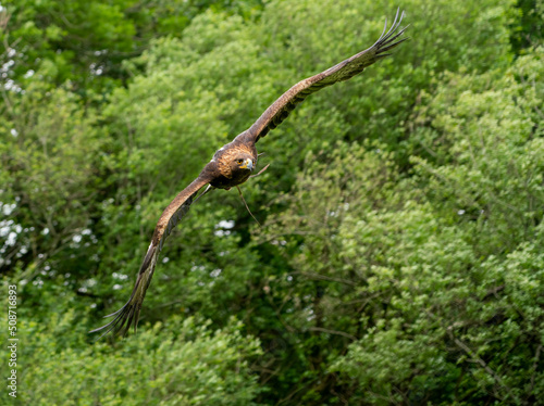 a young Golden Eagle (Aquila chrysaetos) demonstrating at a Bird of Prey centre