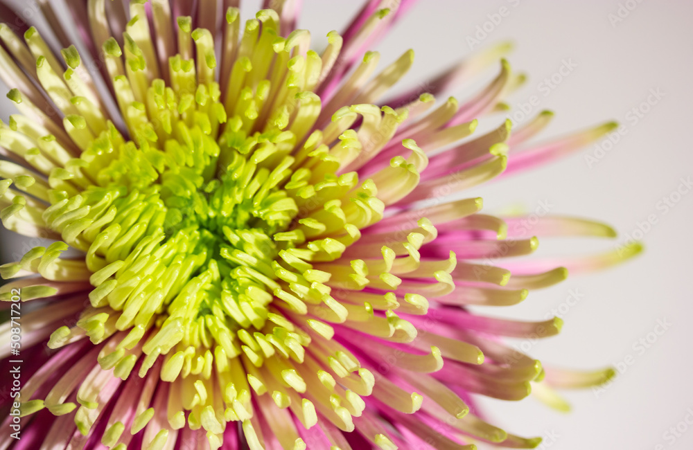 Obraz premium Large bud of beautiful chrysanthemum Rosanna Charlotte with pink and green petals macro photo. Duo toned chrysanthemum flower big blooms, collectively known as kotengiku or antique chrysanthemums.