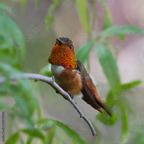 image of a perched male Allen's hummingbird shown in Southern California. © angeldibilio