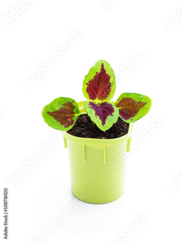 Germinating baby coleus plant in small pot isolated on white