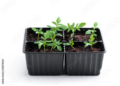 Baby marigold plant in recyclable plastic pot isolated on white