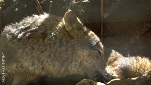 Iberian wolf (Canis lupus signatus) in the shade in captivity photo