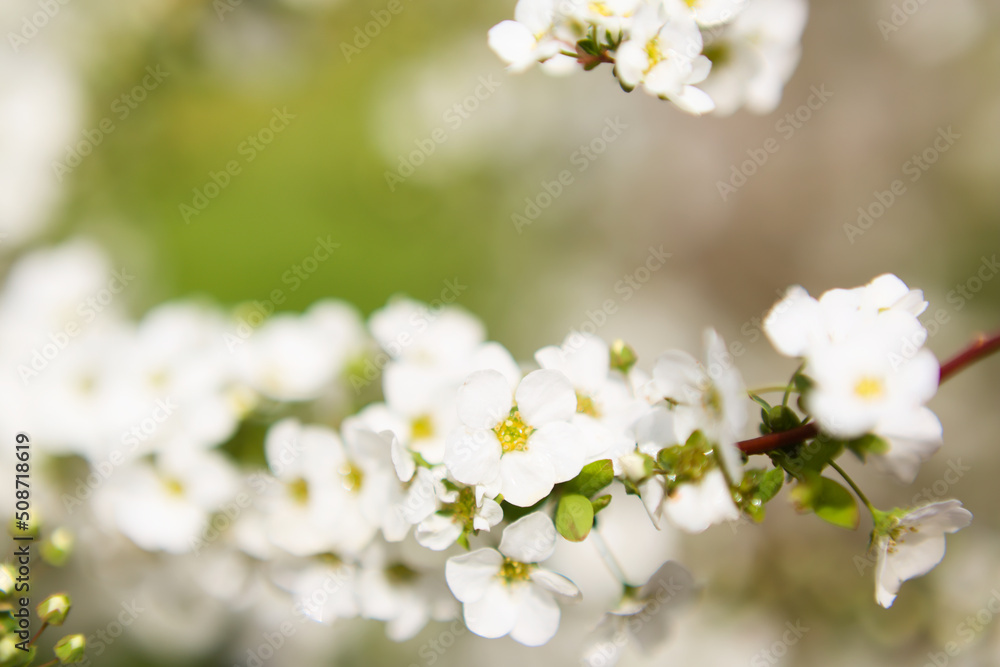 雪柳の花	