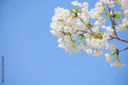 青空を背景に桜の花をクローズアップ 