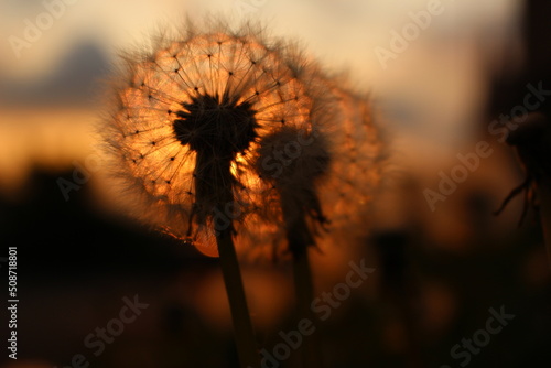 Dandelions  Taraxacum officinale  at sunset - natural warm wallpaper  screensaver  background. Glowing dandelion sunset