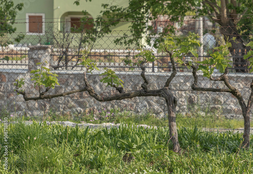 Single guyot trained old grape vine