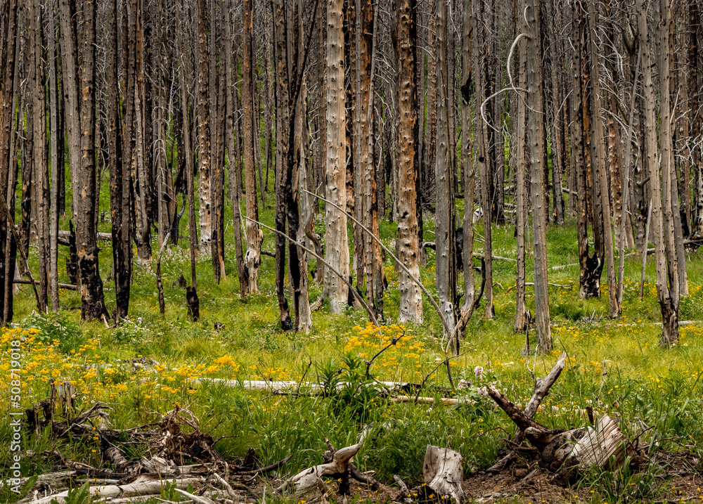 Obraz premium Akamina Parkway Waterton Lakes National Park Alberta Canada