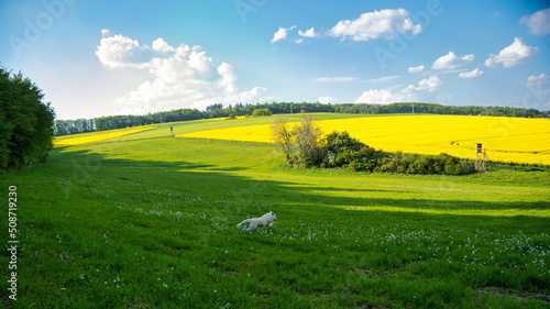 Ein weißer Hund läuft begeistert über Wiesen und Feldern im Taunus bei Idstein an einem schönen Frühlingstag