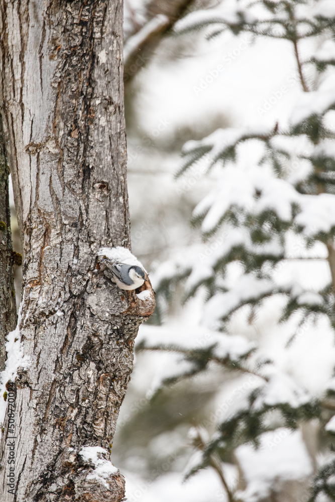 White-breasted Nuthatch in snow, female, on red maple tree White-breasted Nuthatch in snow, female, on red maple tree