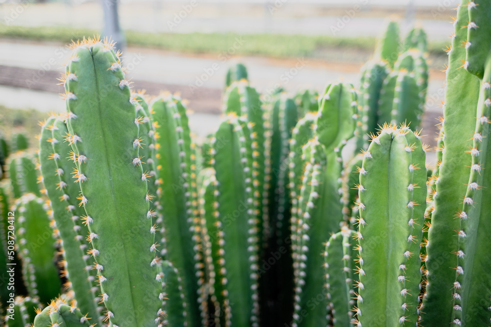 agriculture with cactus production greenhouse agriculture with cactus production greenhouse