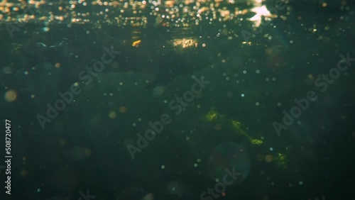 Eurasian otter (Lutra lutra) swimming and diving underwater