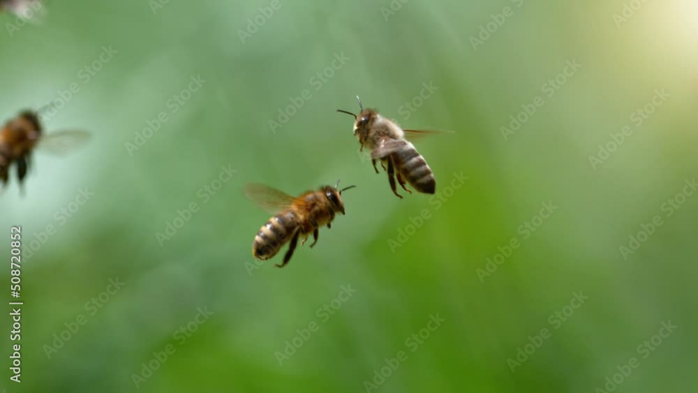 Flying bees, low depth of focus. Filmed on high speed cinema camera, 1000fps. Flying bees, low depth of focus. Filmed on high speed cinema camera, 1000fps.