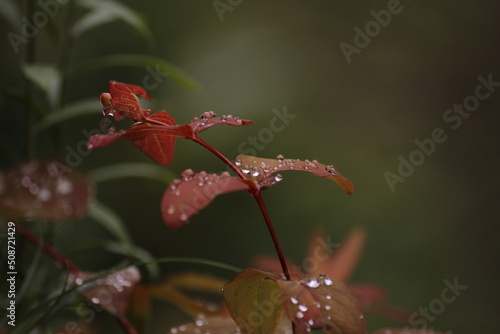 raindrops on red leaf