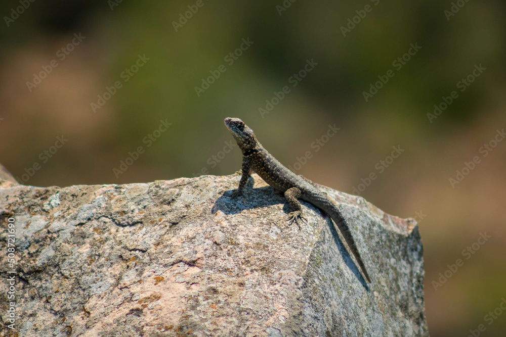 lizard, lizard, lizard sunbathing on the rock at the top of the white stone hill lizard, lizard, lizard sunbathing on the rock at the top of the white stone hill