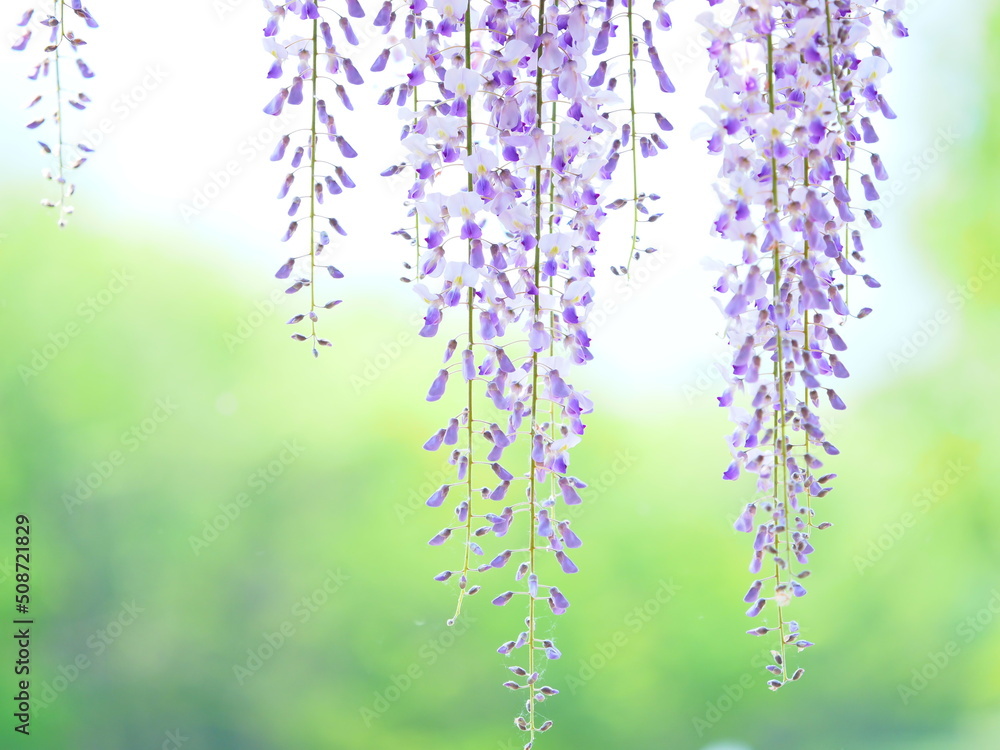 北海道の風景 前田森林公園美しい藤の花