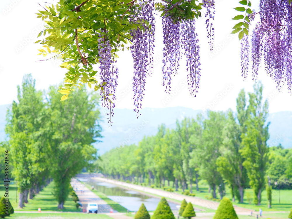 北海道の風景 前田森林公園美しい藤の花 北海道の風景 前田森林公園美しい藤の花