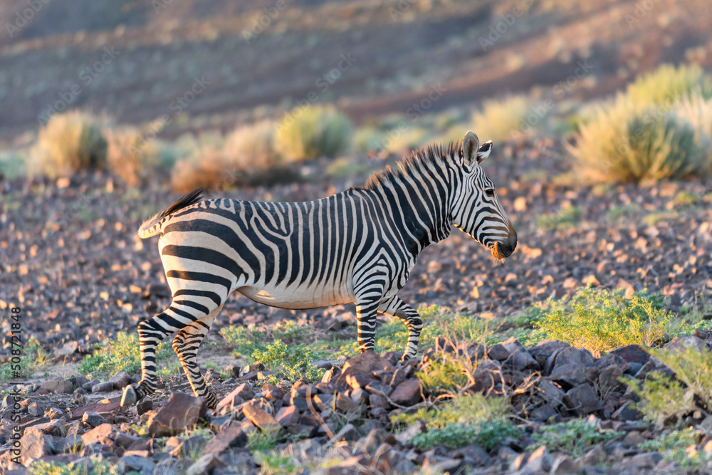 Wild zebras in in African national park. Golden hour. Sunset. Wild zebras in in African national park. Golden hour. Sunset.