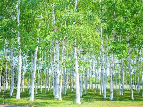 北海道の風景 前田森林公園の白樺並木