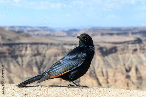 Pale-winged Starling (Onychognathus nabouroup), Fish river canyon in Namibia. photo