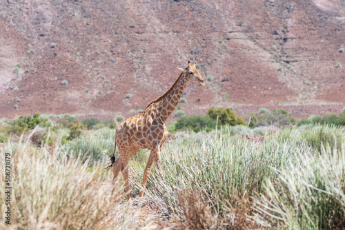 Giraffe walking in the African savanna. Safari in Namibia. © Alexey Seafarer