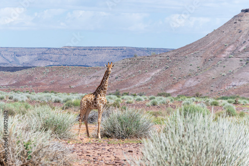 Giraffe walking in the African savanna. Safari in Namibia.