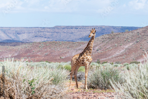 Giraffe walking in the African savanna. Safari in Namibia.