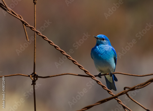 Close up of a male mountain bluebird perched on rusted barb wire.