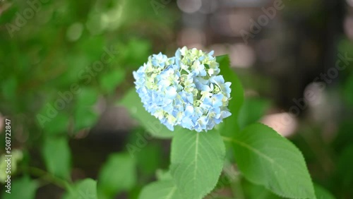 Bright blue hydrangea is in bloom