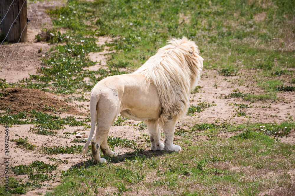 Obraz premium white lion
