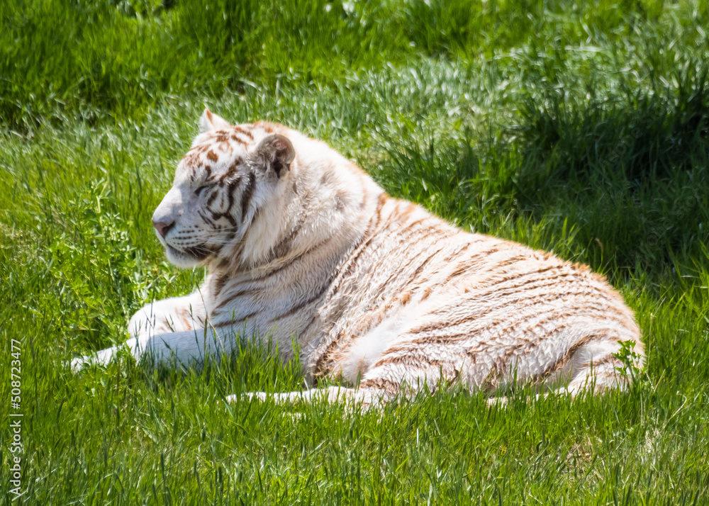 Fototapeta premium white tiger in grass