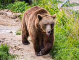 brown bear walking
