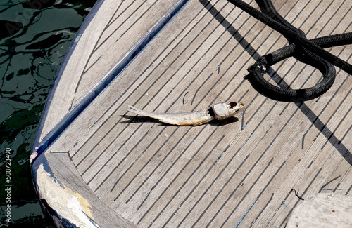 The dry carcass of a fish on the deck of a motor boat photo