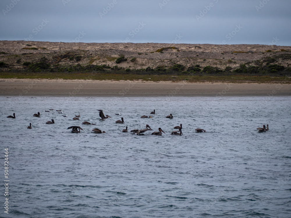 Pelicans Swimming in Morro Bay Pelicans Swimming in Morro Bay