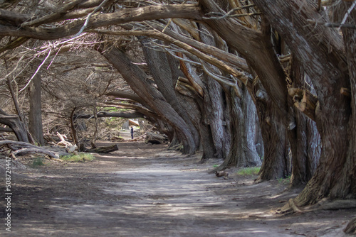 Path Through Giant Monterey Cypress Trees in Half Moon Bay California photo