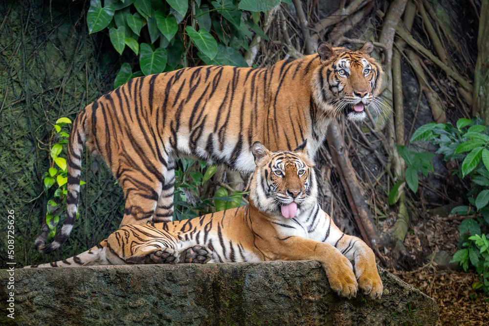 Indochina tiger couple in the natural forest.