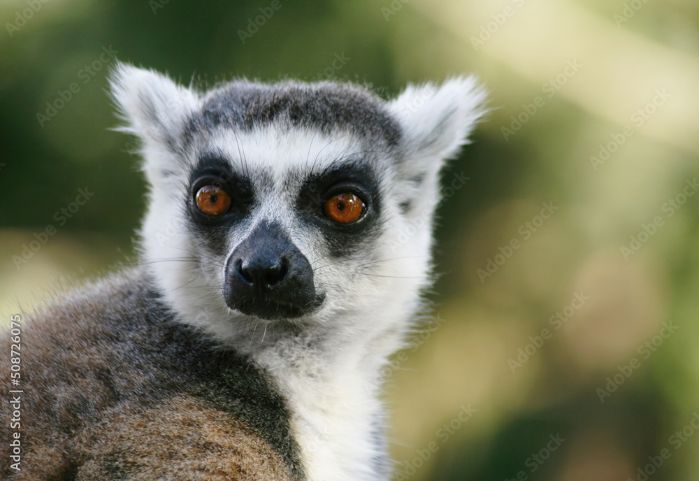 Obraz premium Beautiful animal. Close Up of Ring-tailed Lemur (Lemur catta). Portrait of a cute long-tailed lemur. A lemur's head, watching the facial expression from the anphasia.