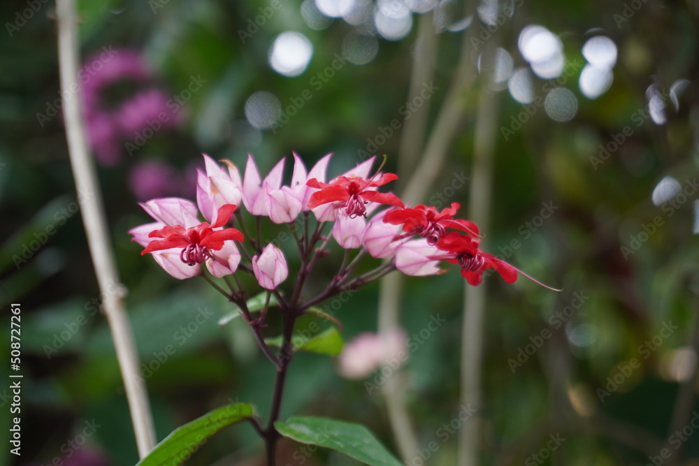 Close-up of pink bleeding heart vines blooming Close-up of pink bleeding heart vines blooming